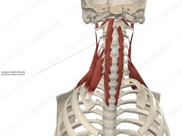 Longus Capitis Muscle 