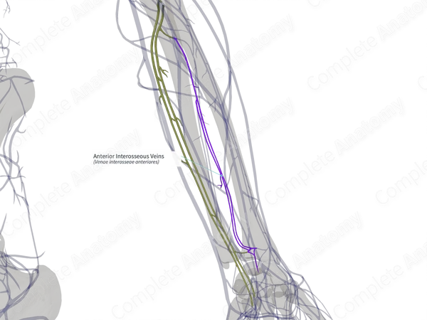 Anterior Interosseous Veins (Right)