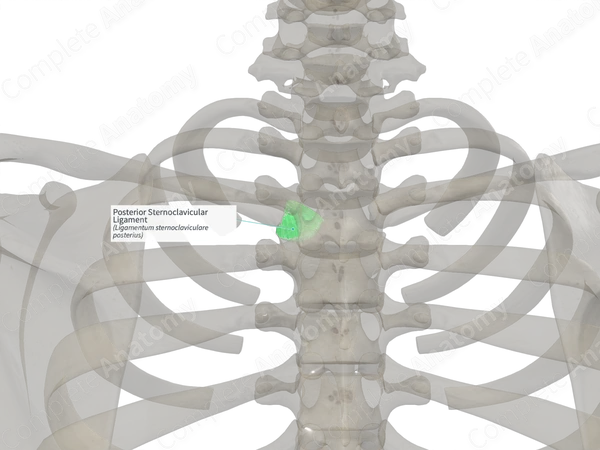 Posterior Sternoclavicular Ligament (Right)