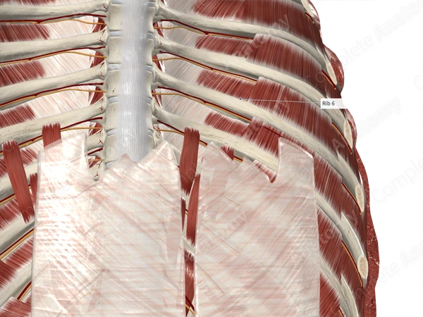 Sixth Rib 