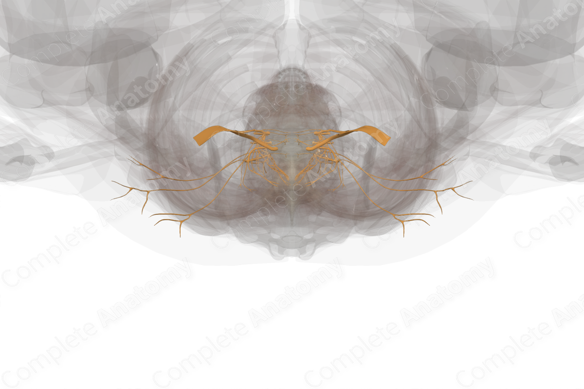 Lumbar Nerves