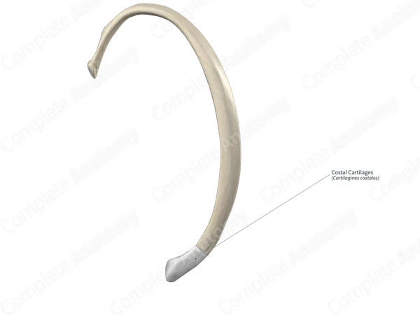 Costal Cartilages 