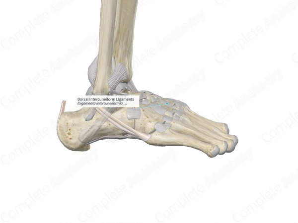 Dorsal Intercuneiform Ligaments
