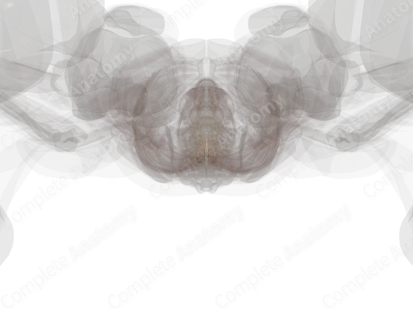 Posterior Spinal Arteries