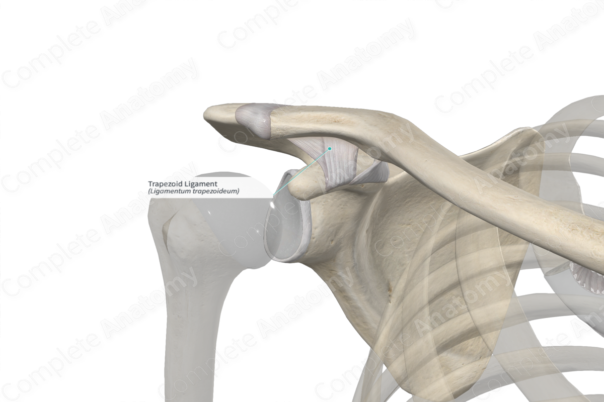 Trapezoid Ligament 