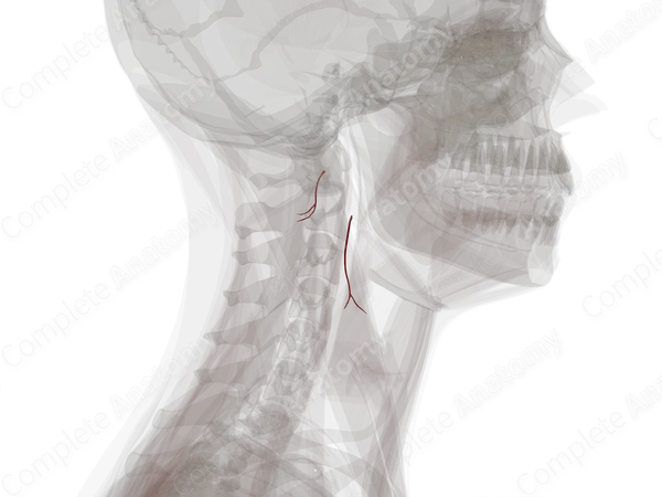Sternocleidomastoid Branches of Occipital Artery (Left)
