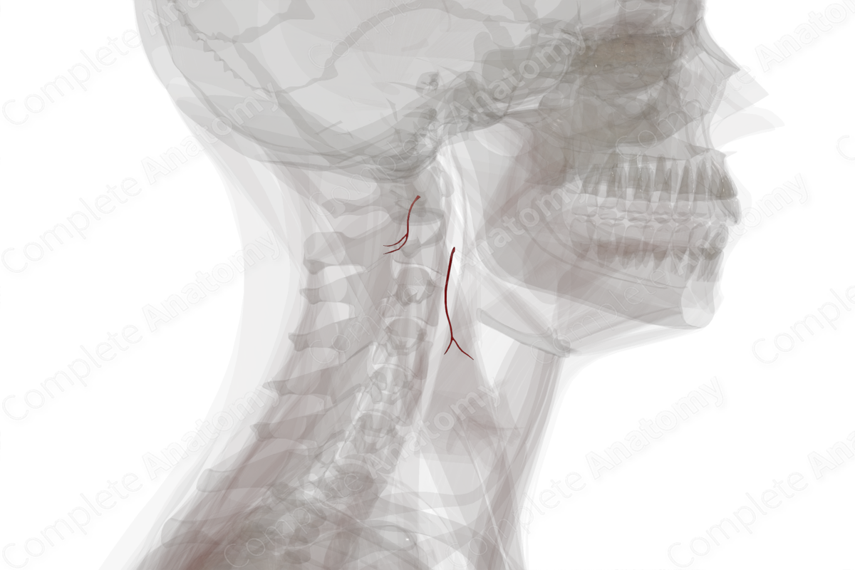 Sternocleidomastoid Branches of Occipital Artery (Left)