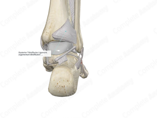 Posterior Tibiofibular Ligament | Complete Anatomy