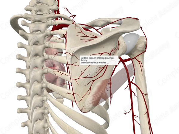 Deltoid Branch of Deep Brachial Artery