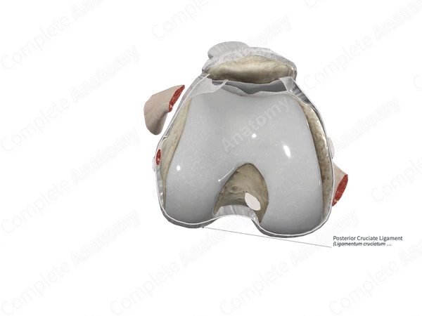 Posterior Cruciate Ligament