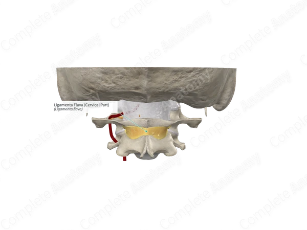 Ligamenta Flava (Cervical Part)