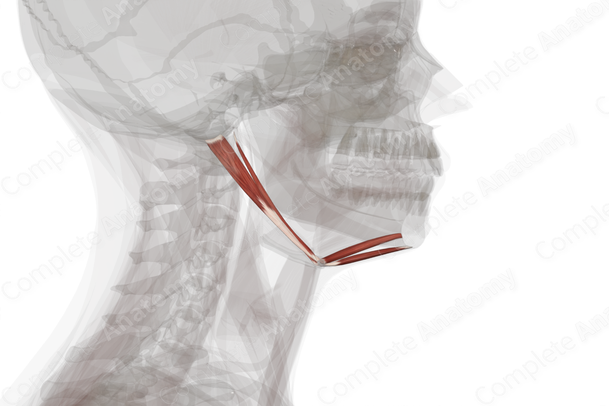 Suprahyoid Muscles (Left)