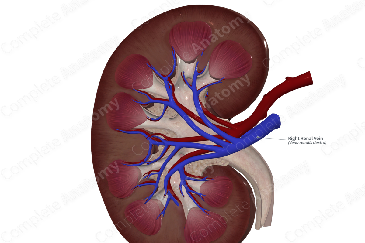 Right Renal Vein