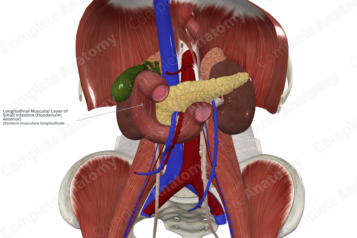 Longitudinal Muscular Layer of Small intestine (Duodenum; Anterior)