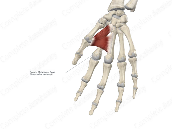 Second Metacarpal Bone