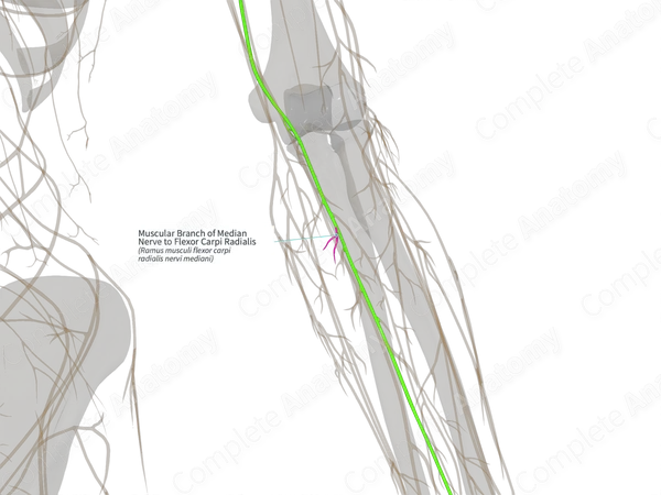 Muscular Branch of Median Nerve to Flexor Carpi Radialis (Left)
