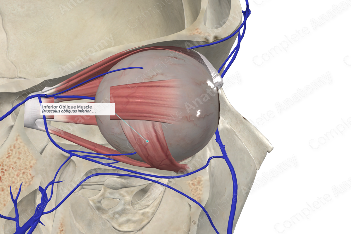 Inferior Oblique Muscle | Complete Anatomy