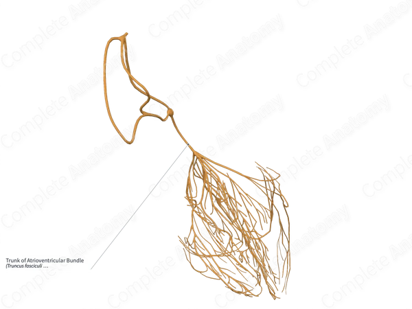 Trunk of Atrioventricular Bundle