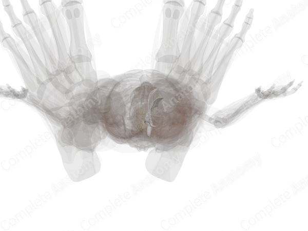 Medial Collateral Ligament of Ankle (Left)
