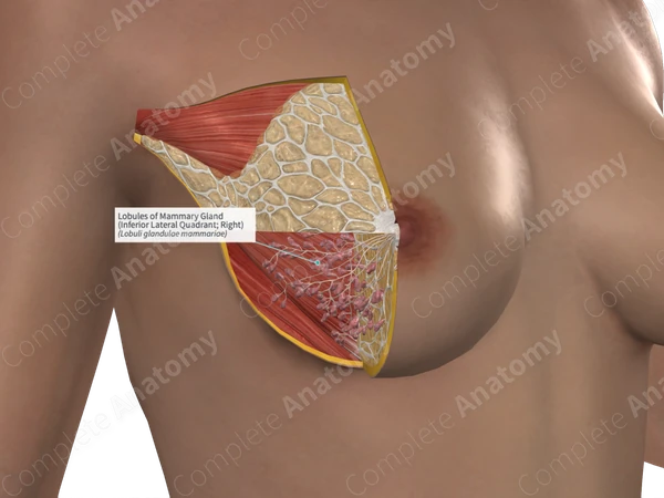 Lobules of Mammary Gland (Inferior Lateral Quadrant; Right)