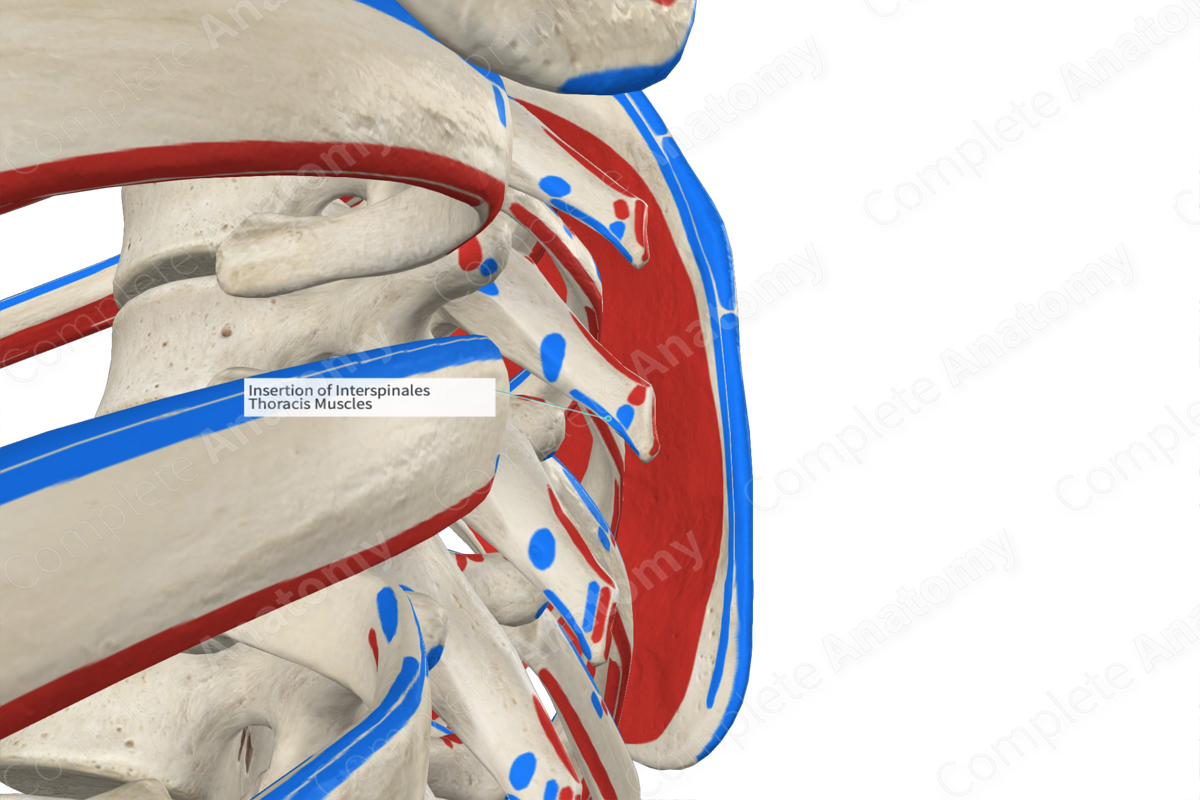Insertion of Interspinales Thoracis Muscles