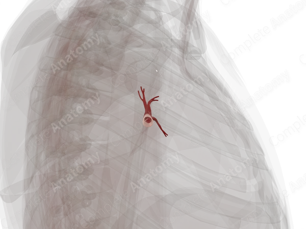 Pulmonary Veins of Superior Lobe of Left Lung