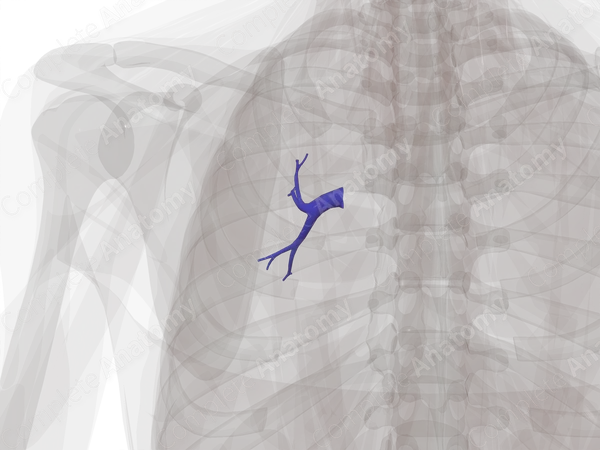 Pulmonary Arteries of Superior Lobe of Left Lung