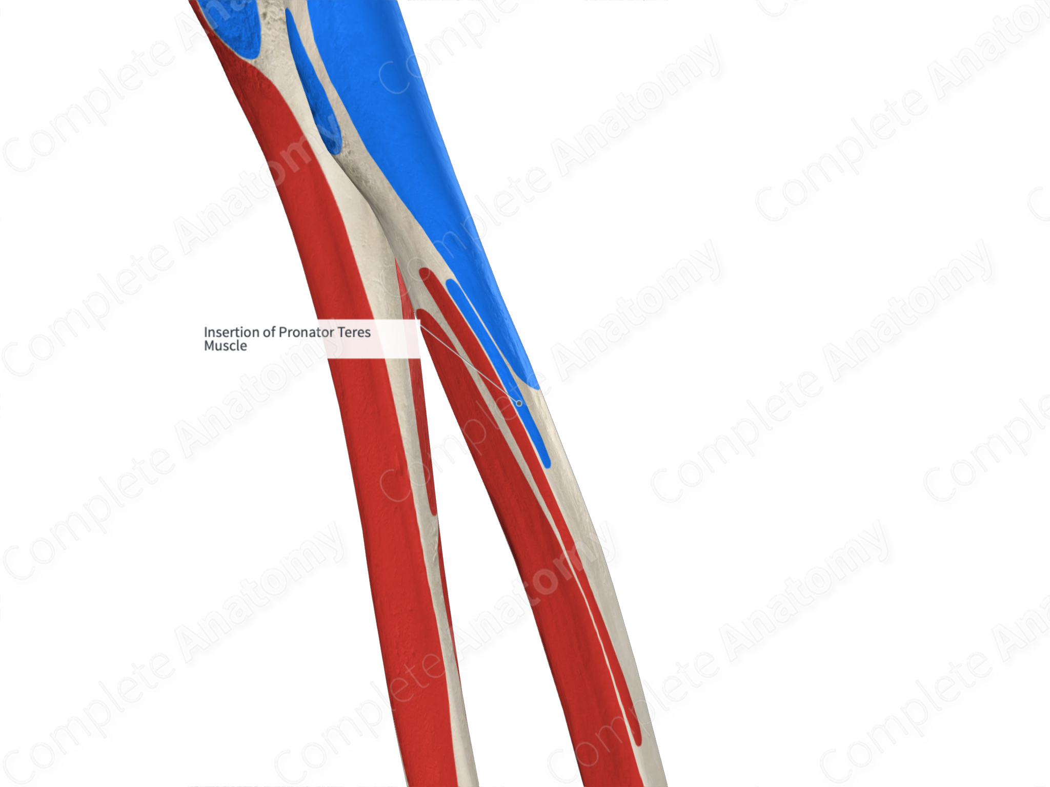 Insertion Of Pronator Teres Muscle | Complete Anatomy