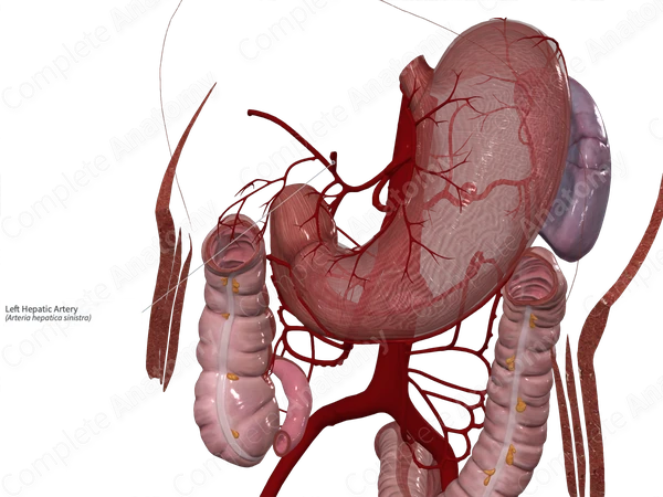 Left Hepatic Artery