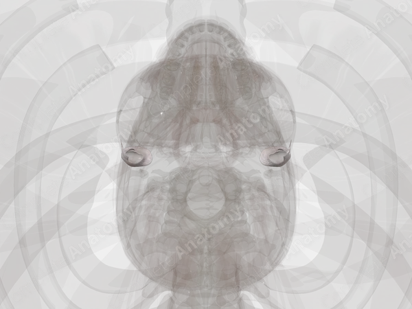Temporomandibular Joint
