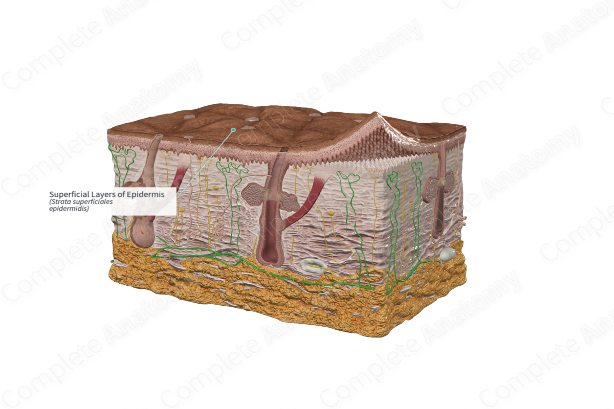 Superficial Layers of Epidermis
