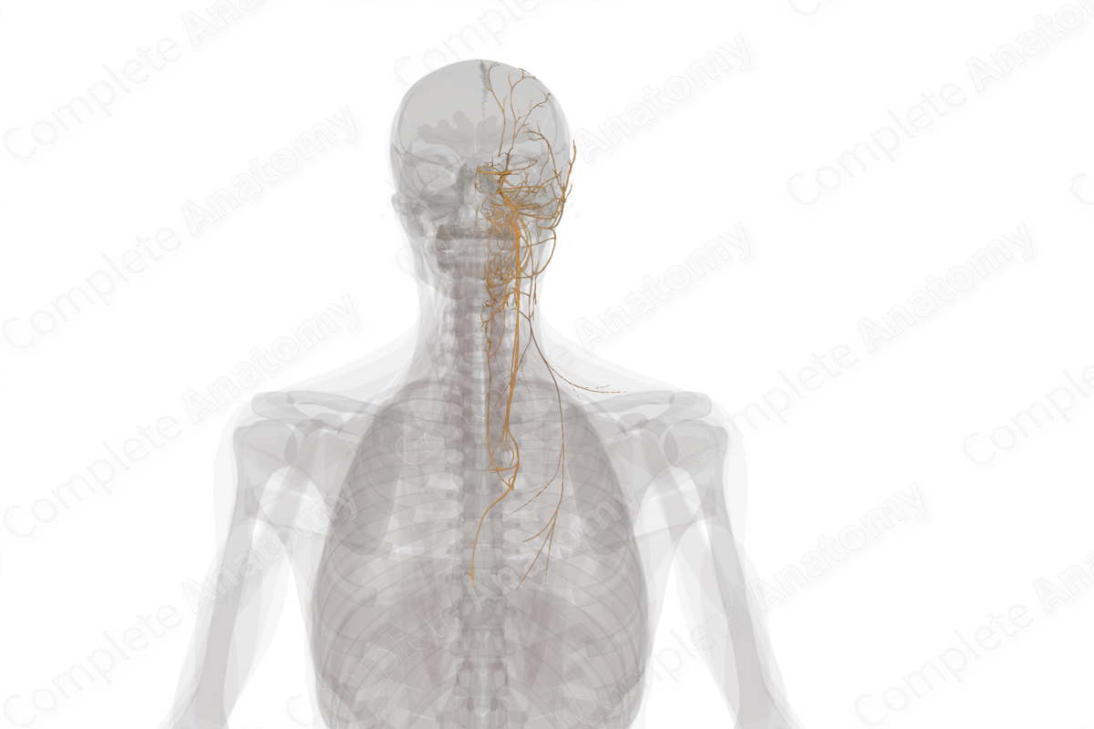 Cranial Nerves (Left)