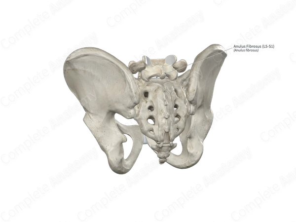 Anulus Fibrosus (L5-S1)