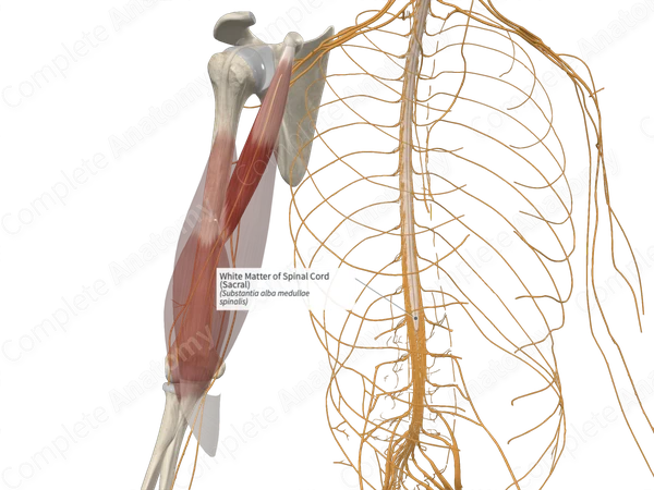 White Matter of Spinal Cord (Sacral)