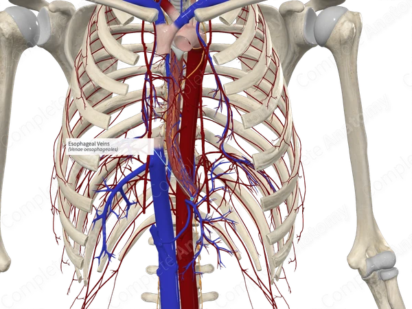 Esophageal Veins