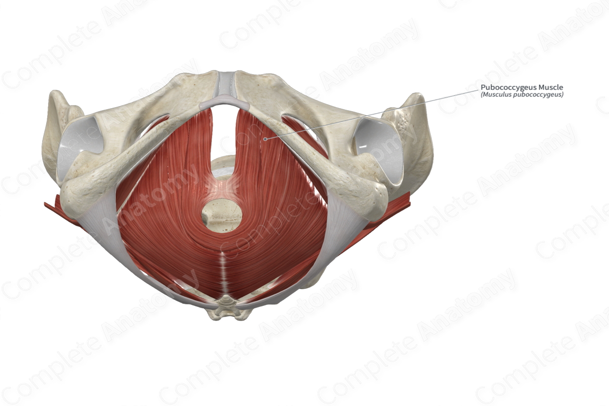 Pubococcygeus Muscle 