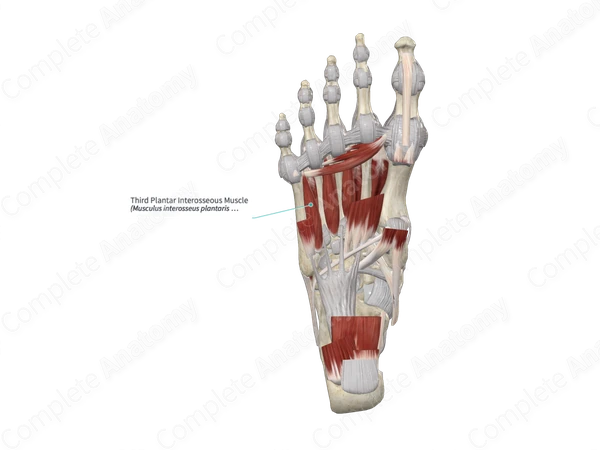 Third Plantar Interosseous Muscle