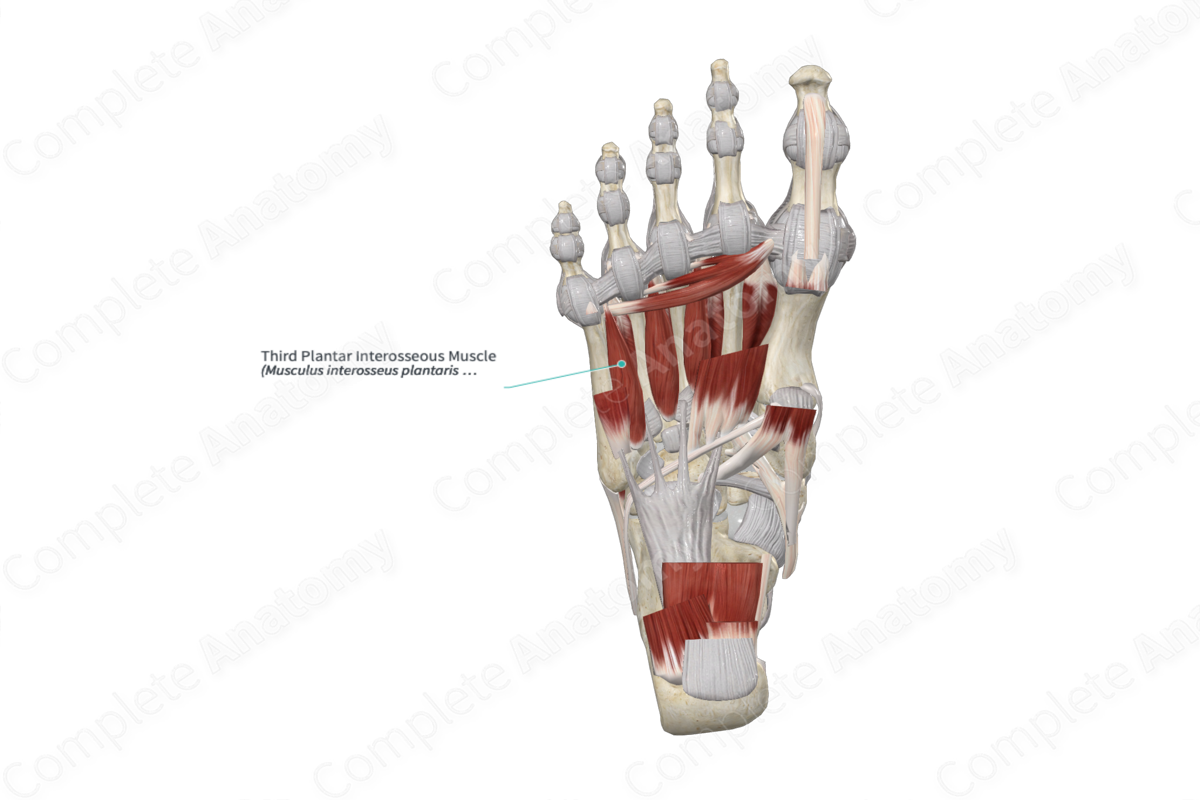 Third Plantar Interosseous Muscle 