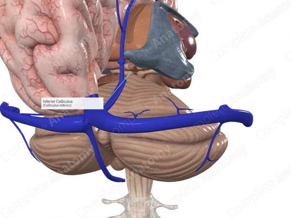 Inferior Colliculus 