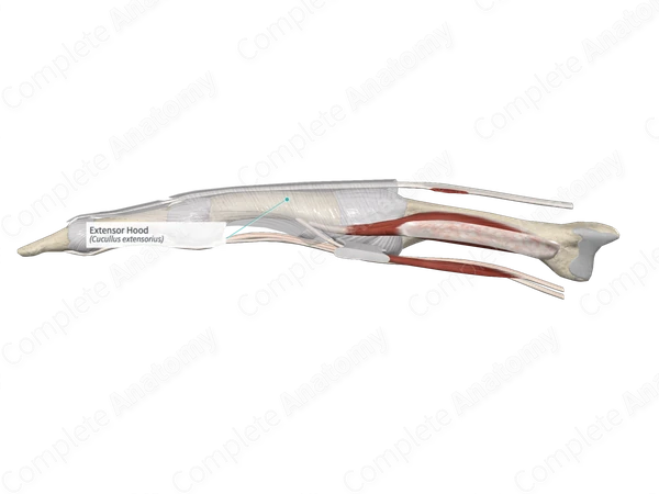 Extensor Hood 