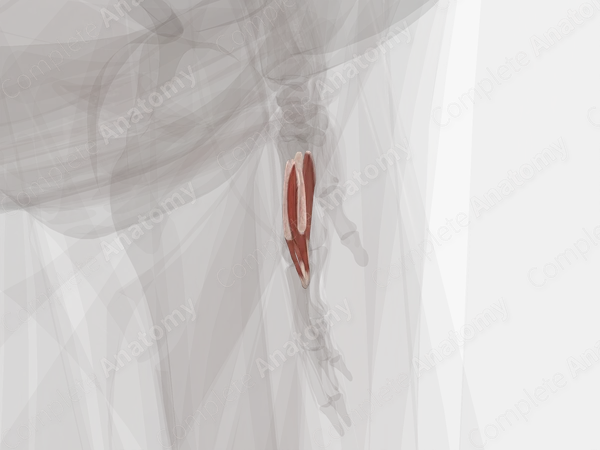 Dorsal Interossei Muscles of Hand (Left)