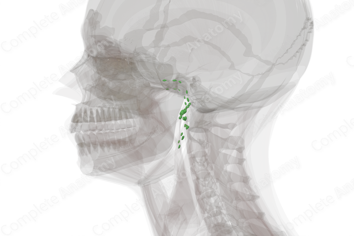 Parotid Nodes