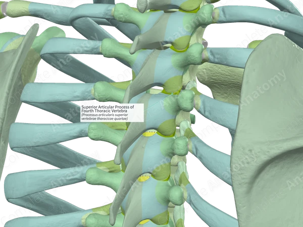 Superior Articular Process of Fourth Thoracic Vertebra (Left)