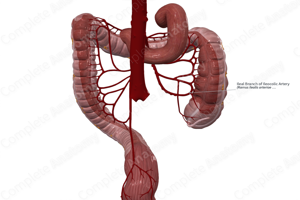 Ileal Branch Of Ileocolic Artery | Complete Anatomy