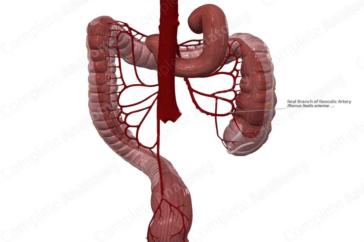 Ileal Branch of Ileocolic Artery