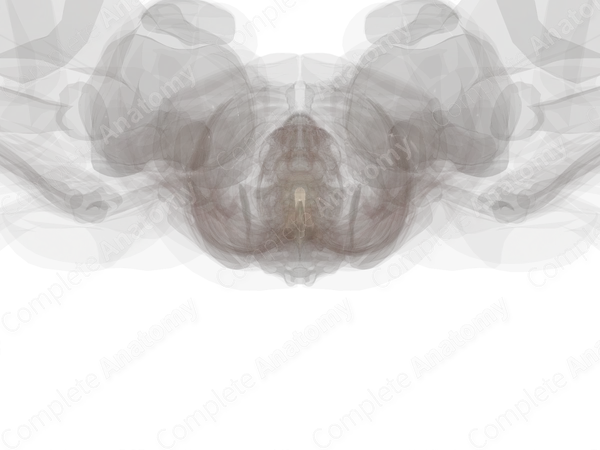 Spinal Cord