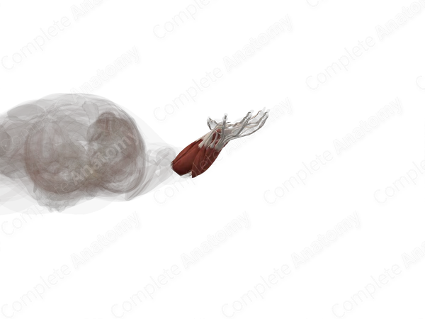 Muscles of Forearm (Left)