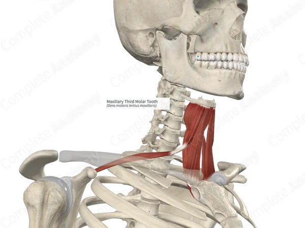 Maxillary Third Molar Tooth