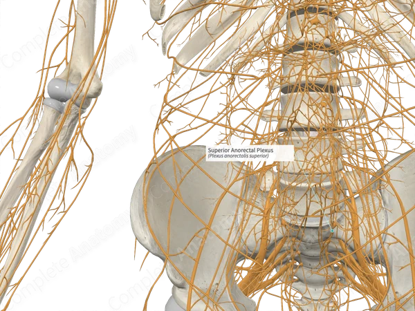 Superior Anorectal Plexus