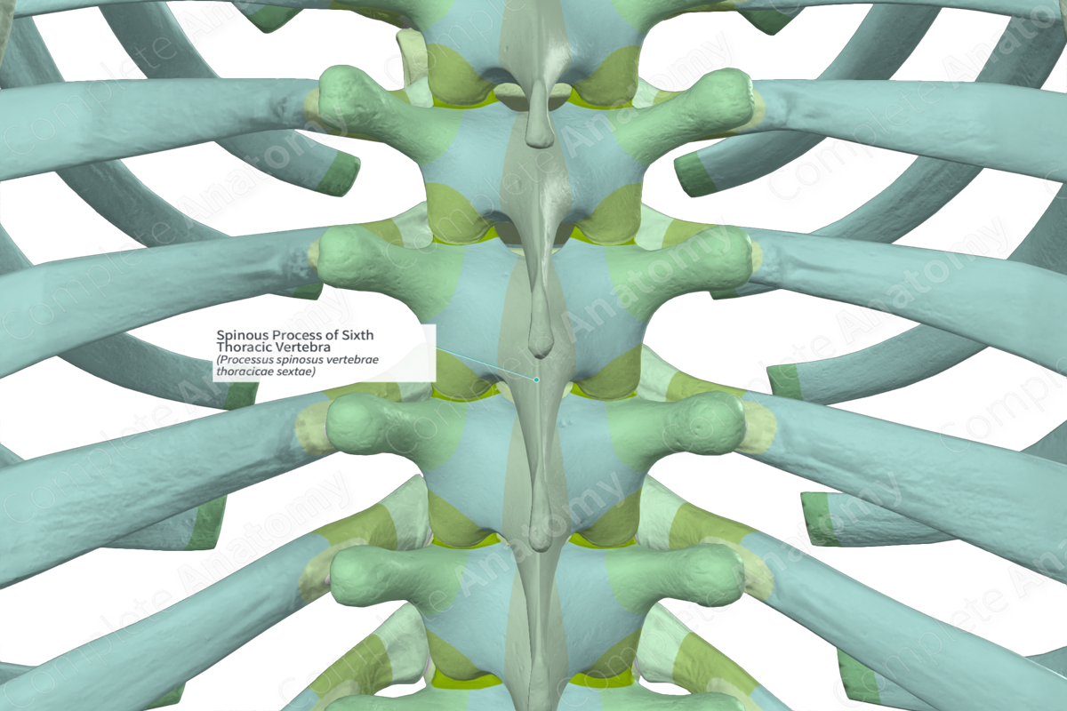 Spinous Process of Sixth Thoracic Vertebra